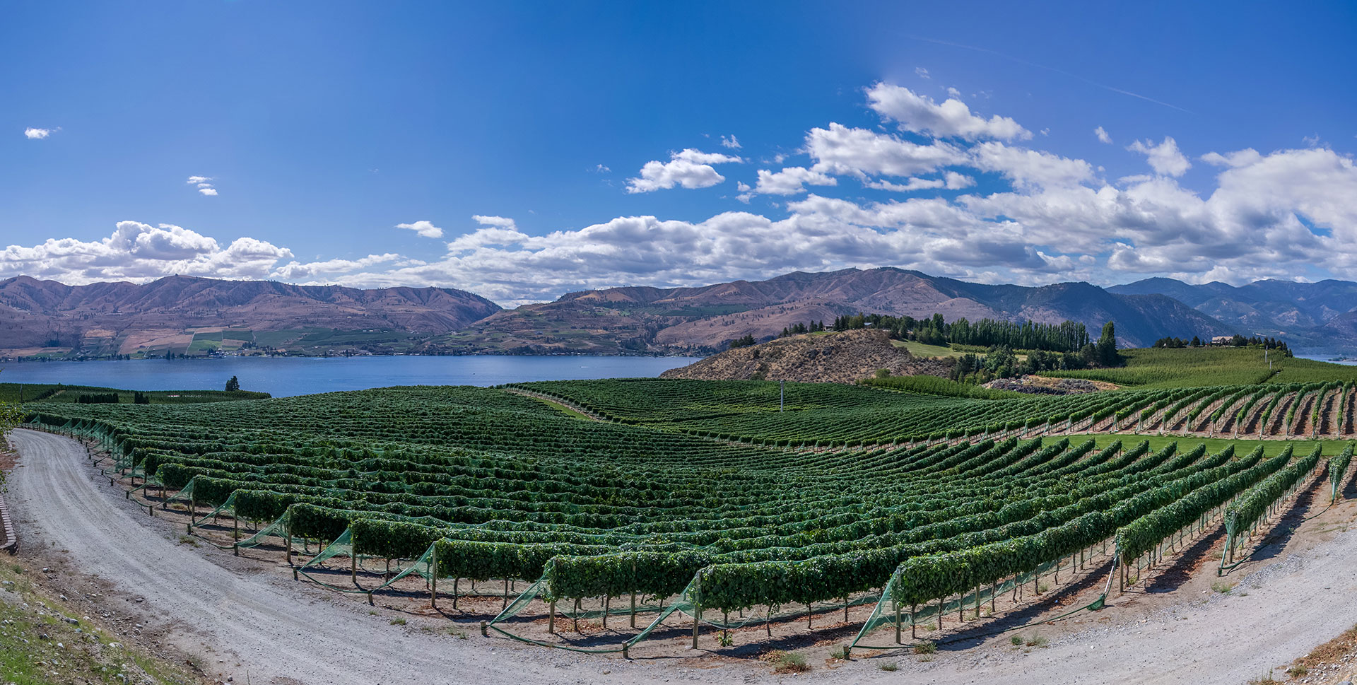 A scenic panorama photo of a vineyard