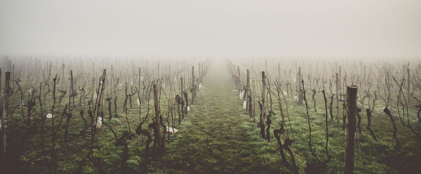 A barren vineyard, for dramatic effect